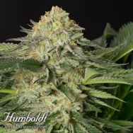 Humboldt Seed Organization Lemon Garlic OG